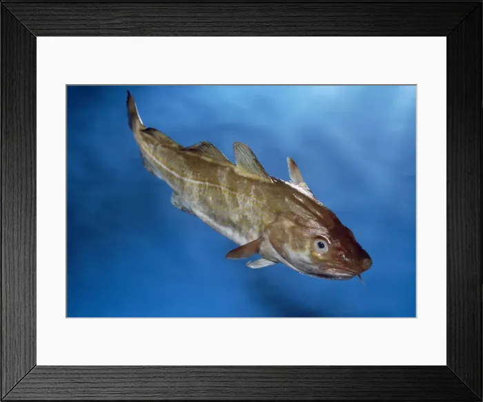 Framed Print : Cod North Atlantic Framed Print : Cod North Atlantic
