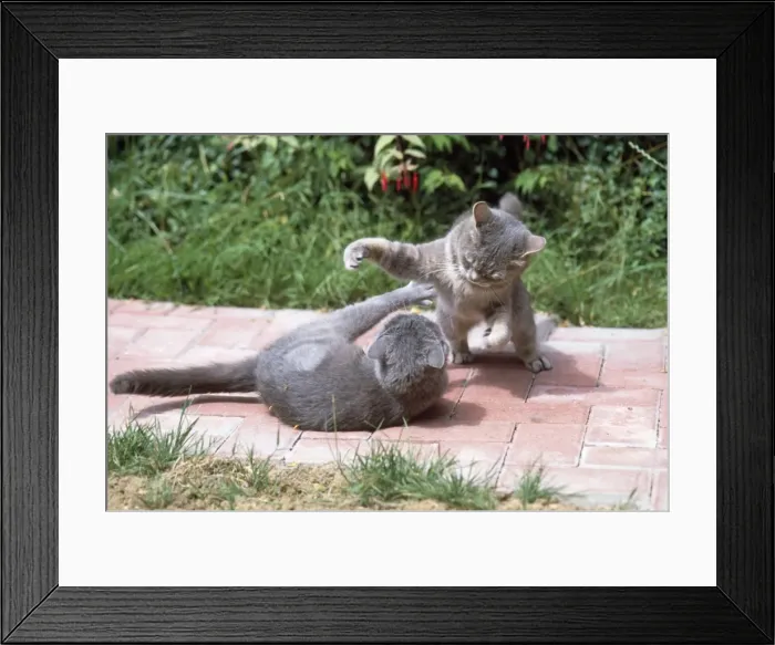 Framed Print : Cats - playfighting Framed Print : Cats - playfighting