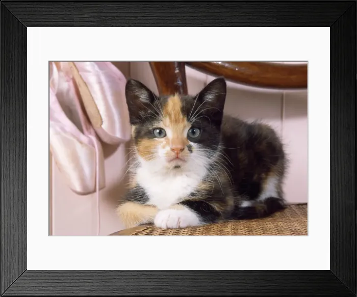 Framed Print : Toroiseshell Cat - kitten with ballet shoes