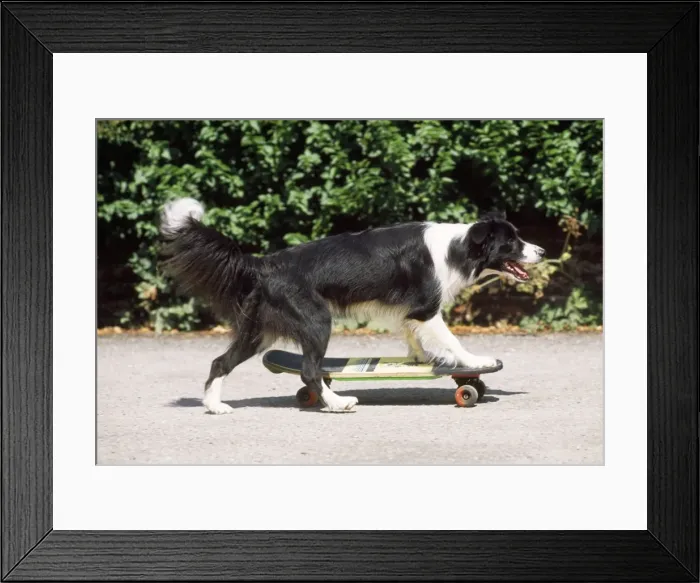 Framed Print : Border Collie Dog - skateboarding Framed Print : Border Collie Dog - skateboarding