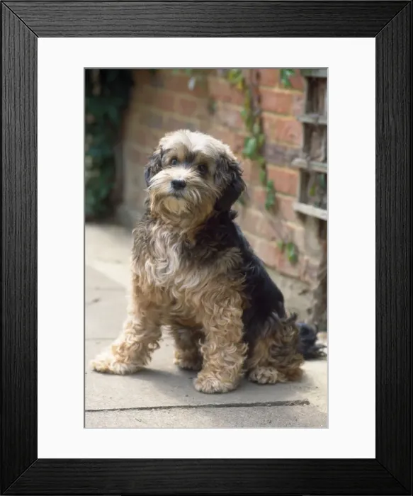Framed Print : Blind Dog. JD-16643. DOG - blind, sitting Framed Print : Blind Dog. JD-16643. DOG - blind, sitting