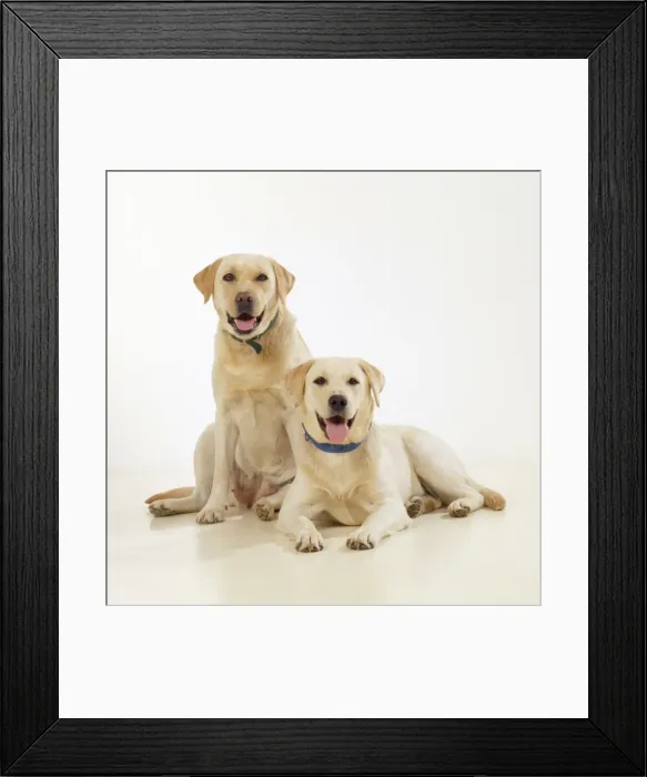 Framed Print : Yellow Labrador Dogs Framed Print : Yellow Labrador Dogs