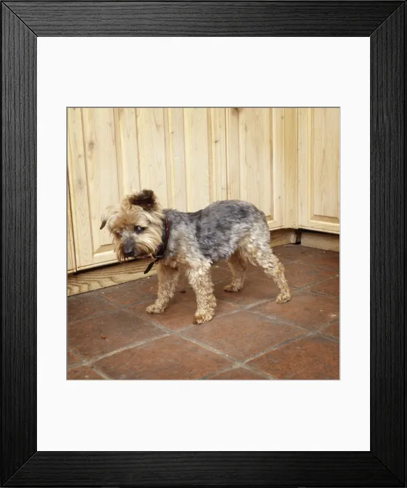 Framed Print : Blind Dog - with cataracts Framed Print : Blind Dog - with cataracts