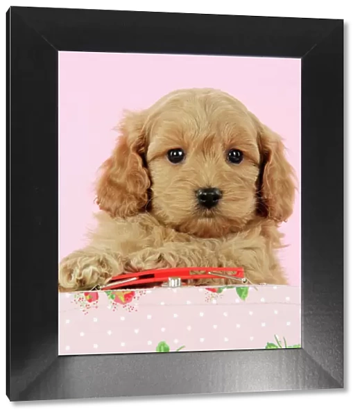 Dog. Cockerpoo puppy (7 weeks old) with pink background Digital Manipulatin: Lightened dog