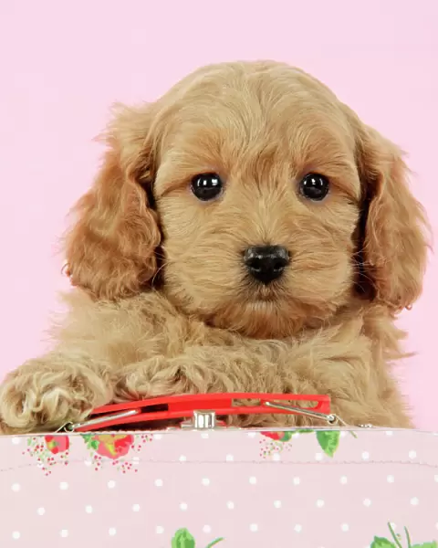 Dog. Cockerpoo puppy (7 weeks old) with pink background Digital Manipulatin: Lightened dog
