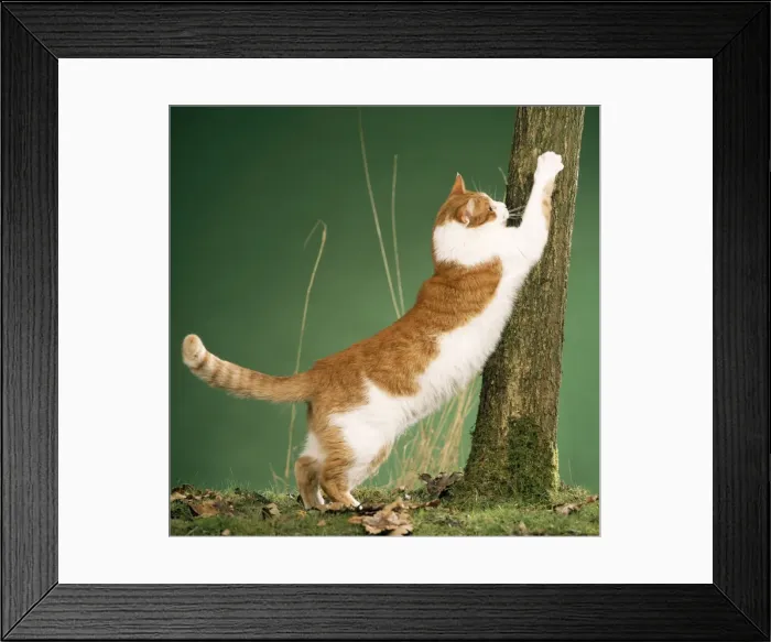Framed Print : Cat - clawing at tree, using as scratching post Framed Print : Cat - clawing at tree, using as scratching post