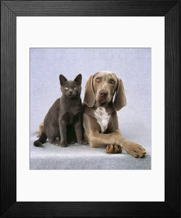 Framed Print : Cat & Dog Weimaraner Dog & Blue Cat Digital Manipulation: removed creases in background Framed Print : Cat & Dog Weimaraner Dog & Blue Cat Digital Manipulation: removed creases in background