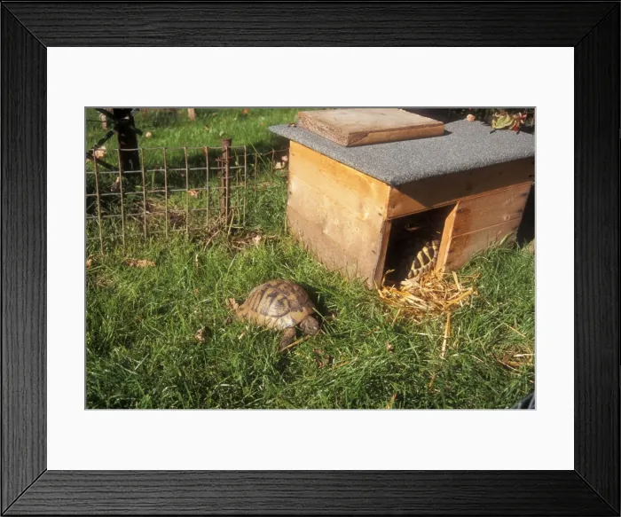 Framed Print : Tortoise In garden run Framed Print : Tortoise In garden run