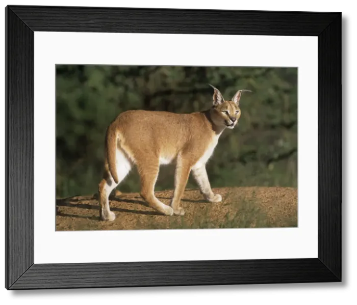 Framed Print : African / Asian Caracal Framed Print : African / Asian Caracal