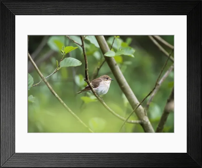 Framed Print : Pied Flycatcher - female