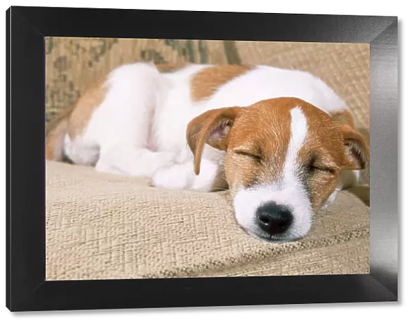 Jack Russell Terrier Dog - puppy asleep