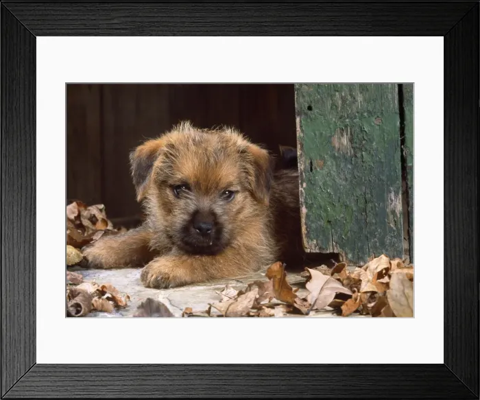 Framed Print : Norfolk Terrier Dog - puppy by barn door Framed Print : Norfolk Terrier Dog - puppy by barn door