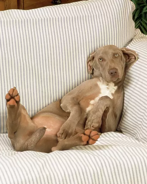 Weimaraner Dog - lying on sofa