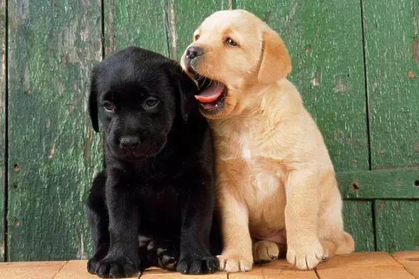 Black & Yellow Labrador Dog - puppies bt barn door