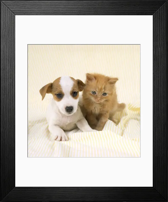Framed Print : Cat & Dog- Ginger kitten & Jack Russell Terrier puppy Framed Print : Cat & Dog- Ginger kitten & Jack Russell Terrier puppy