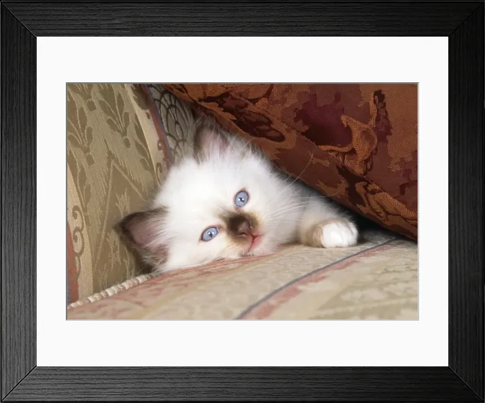 Framed Print : Birman Cat - kitten under cusion on sofa Framed Print : Birman Cat - kitten under cusion on sofa