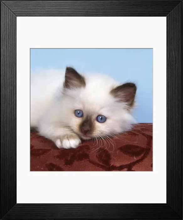 Framed Print : Birman Cat - kitten on cusion Framed Print : Birman Cat - kitten on cusion