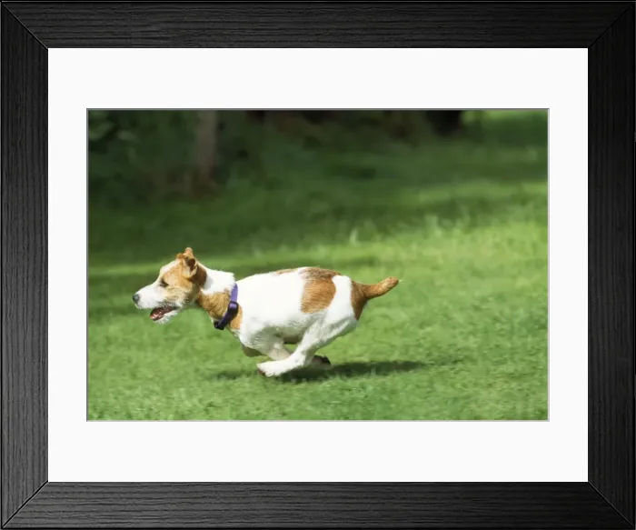 Framed Print : Jack Russell Terrier Dog - running Framed Print : Jack Russell Terrier Dog - running