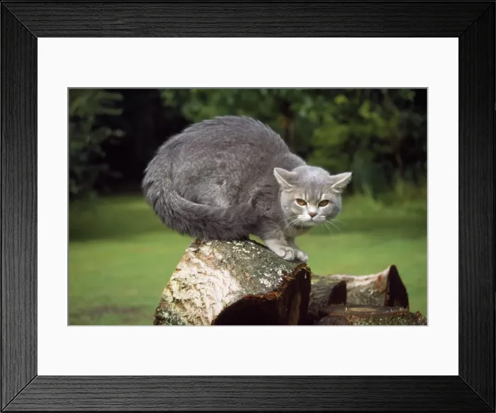 Framed Print : Cat - in threatening / aggressive pose Framed Print : Cat - in threatening / aggressive pose