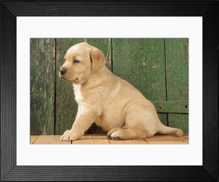 Framed Print : Yellow Labrador Dog - puppy by barn door Framed Print : Yellow Labrador Dog - puppy by barn door