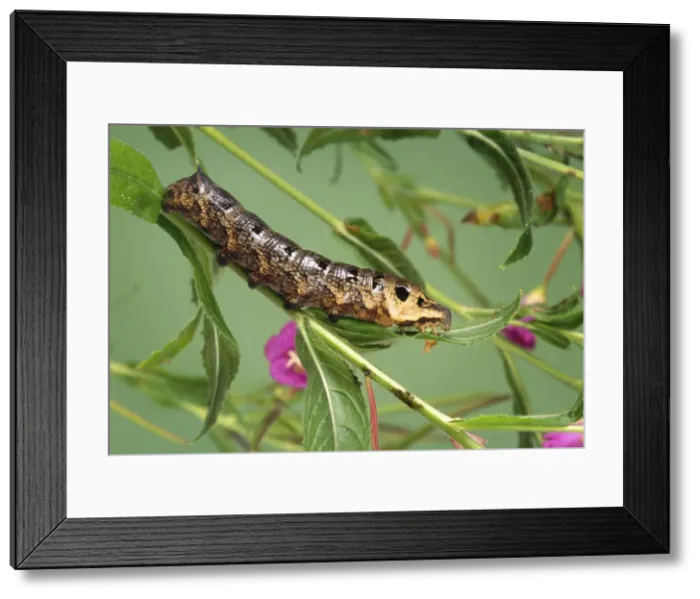Framed Print : Elephant Hawk-moth Caterpillar Framed Print : Elephant Hawk-moth Caterpillar