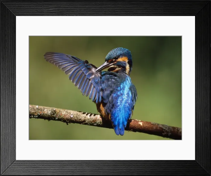 Framed Print : Kingfisher - preening itself Framed Print : Kingfisher - preening itself