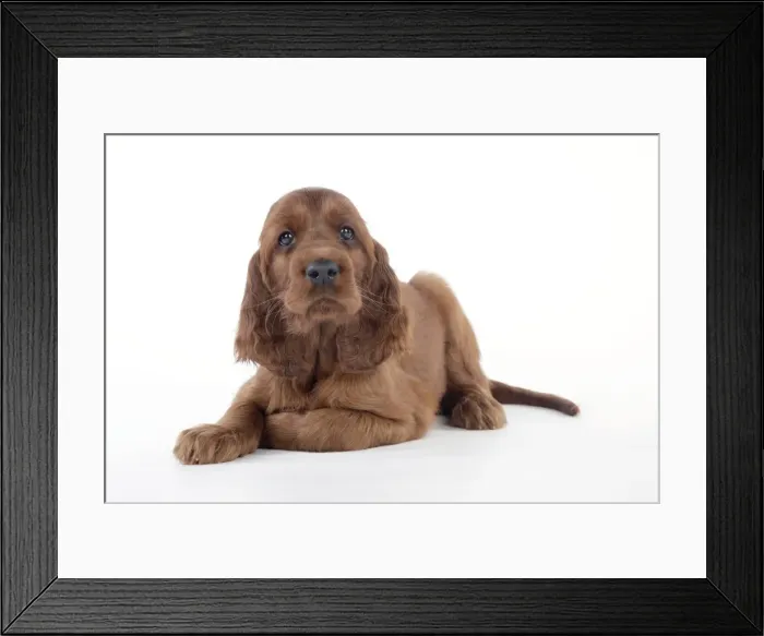 Framed Print : Dog - Irish Setter - Puppy lying down Framed Print : Dog - Irish Setter - Puppy lying down
