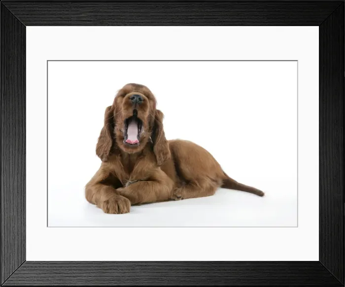 Framed Print : Dog - Irish Setter - Puppy lying down and yawning Framed Print : Dog - Irish Setter - Puppy lying down and yawning
