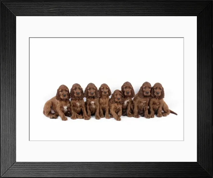 Framed Print : Dog - Irish Setter - Puppies lying down Framed Print : Dog - Irish Setter - Puppies lying down