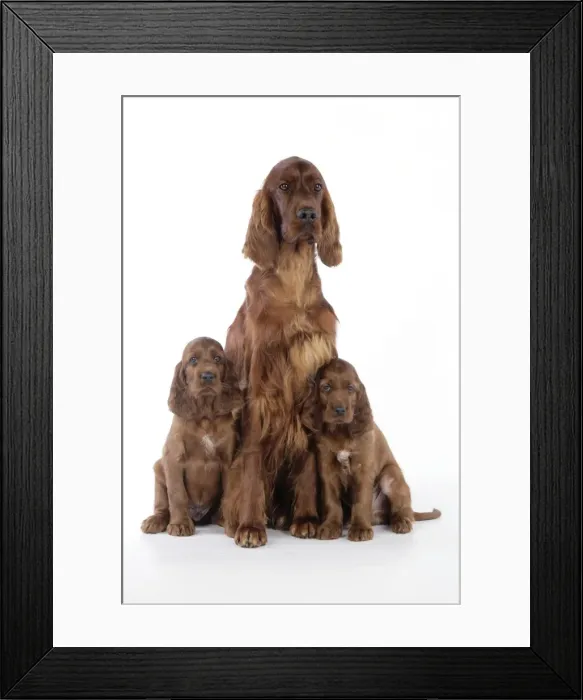 Framed Print : Dog - Irish Setter - Puppies with mother Framed Print : Dog - Irish Setter - Puppies with mother