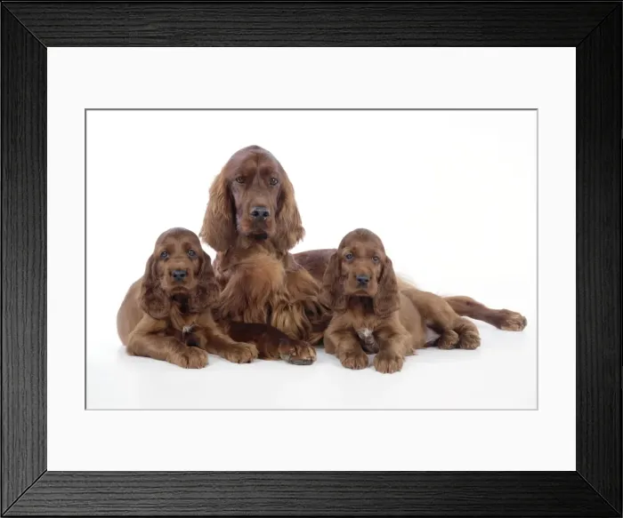 Framed Print : Dog - Irish Setter - Puppies with mother Framed Print : Dog - Irish Setter - Puppies with mother