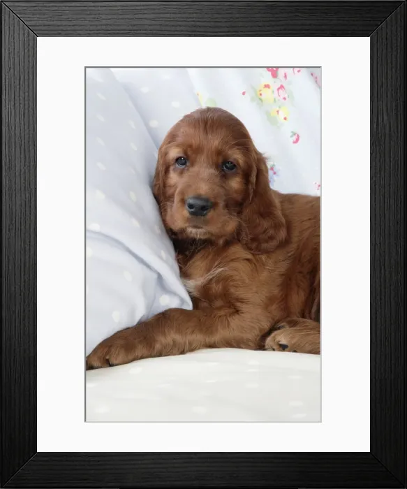 Framed Print : Dog - Irish Setter - Puppy lying down on pillow