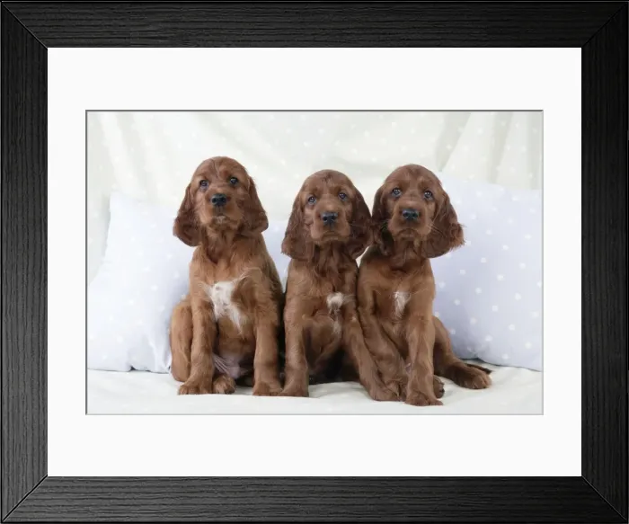 Framed Print : Dog - Irish Setter - Puppies sitting down on pillow Framed Print : Dog - Irish Setter - Puppies sitting down on pillow