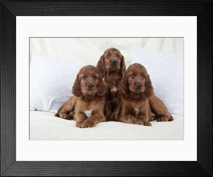 Framed Print : Dog - Irish Setter - Puppies sitting down on pillow Framed Print : Dog - Irish Setter - Puppies sitting down on pillow