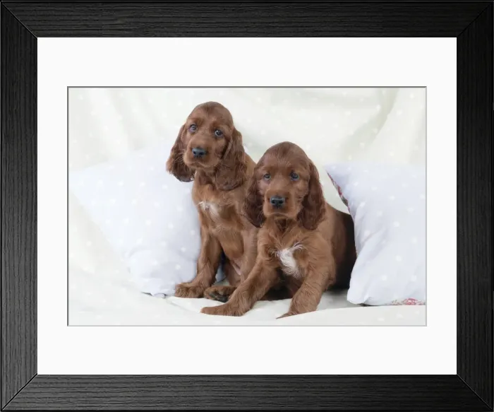 Framed Print : Dog - Irish Setter - Puppies sitting down on pillow Framed Print : Dog - Irish Setter - Puppies sitting down on pillow