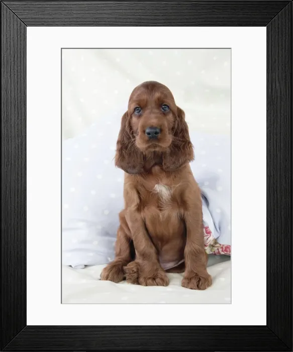 Framed Print : Dog - Irish Setter - Puppy sitting down on pillow Framed Print : Dog - Irish Setter - Puppy sitting down on pillow