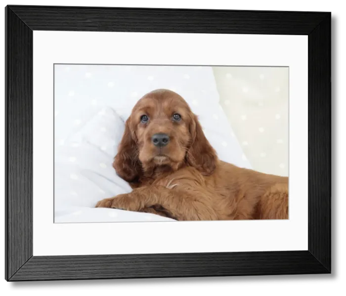 Framed Print : Dog - Irish Setter - Puppy lying down on pillow Framed Print : Dog - Irish Setter - Puppy lying down on pillow