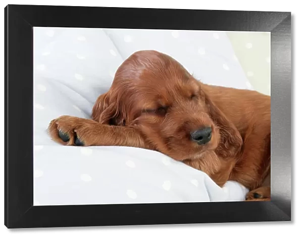 Dog - Irish Setter - Puppy lying down on pillow asleep