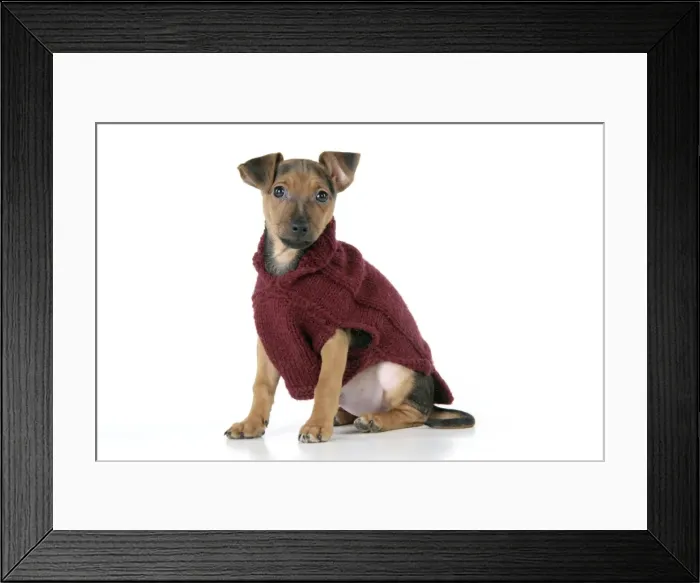 Framed Print : Dog - Chihuahua cross Dachshund - Wearing wooly coat