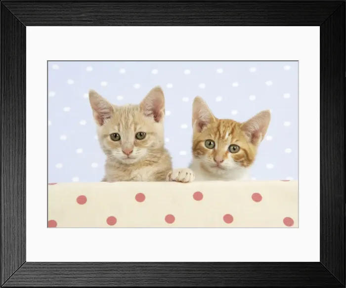 Framed Print : CAT. Cream Tabby with a Ginger & white kitten Framed Print : CAT. Cream Tabby with a Ginger & white kitten