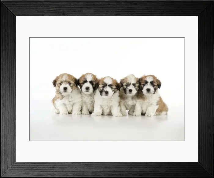 Framed Print : Teddy Bear Dog - puppies (8 weeks old)