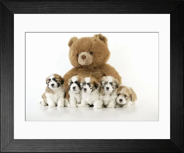 Framed Print : Teddy Bear Dog - puppies (8 weeks old) with a teddy bear Framed Print : Teddy Bear Dog - puppies (8 weeks old) with a teddy bear