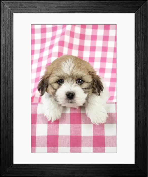 Framed Print : Teddy Bear Dog - Puppy (8 weeks old) Digital Manipulation: replaced left eye Framed Print : Teddy Bear Dog - Puppy (8 weeks old) Digital Manipulation: replaced left eye