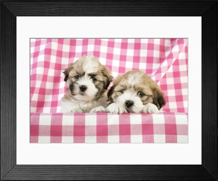 Framed Print : Teddy Bear Dog - puppies (8 weeks old) Framed Print : Teddy Bear Dog - puppies (8 weeks old)