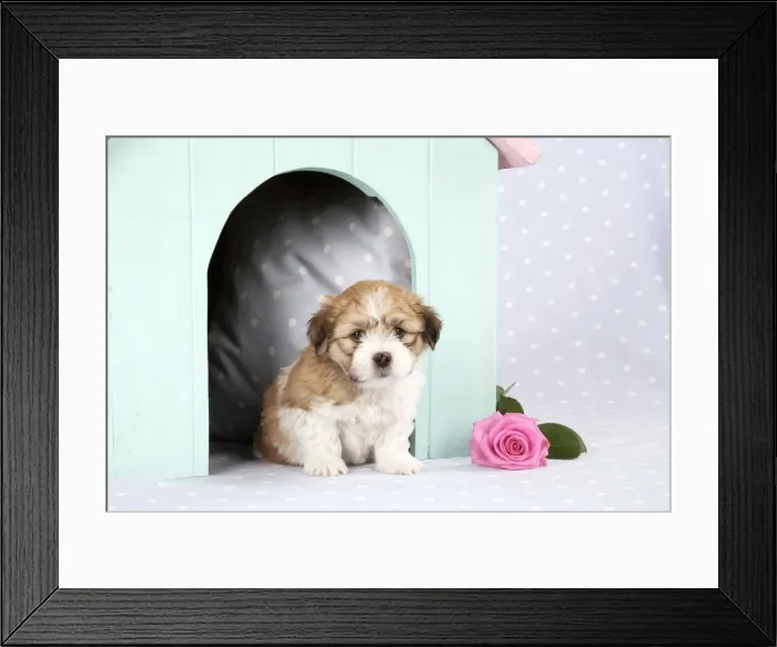 Framed Print : Teddy Bear Dog - puppies (8 weeks old) in dog kennel Framed Print : Teddy Bear Dog - puppies (8 weeks old) in dog kennel