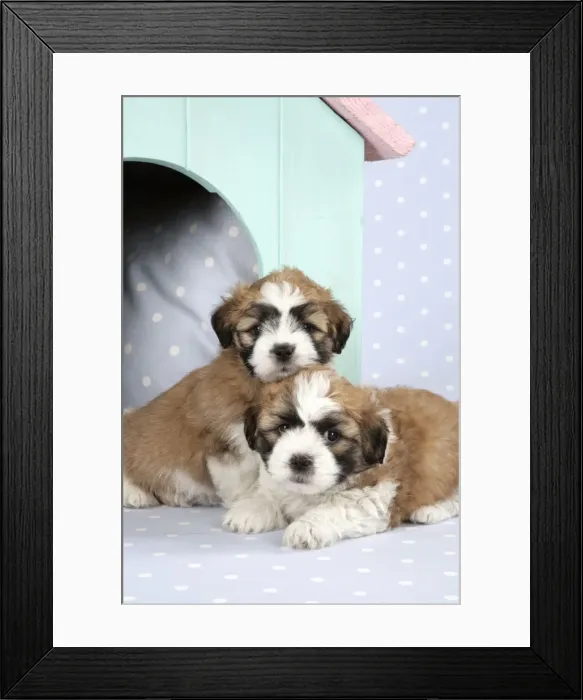 Framed Print : Teddy Bear Dog - puppies (8 weeks old) in dog kennel Framed Print : Teddy Bear Dog - puppies (8 weeks old) in dog kennel