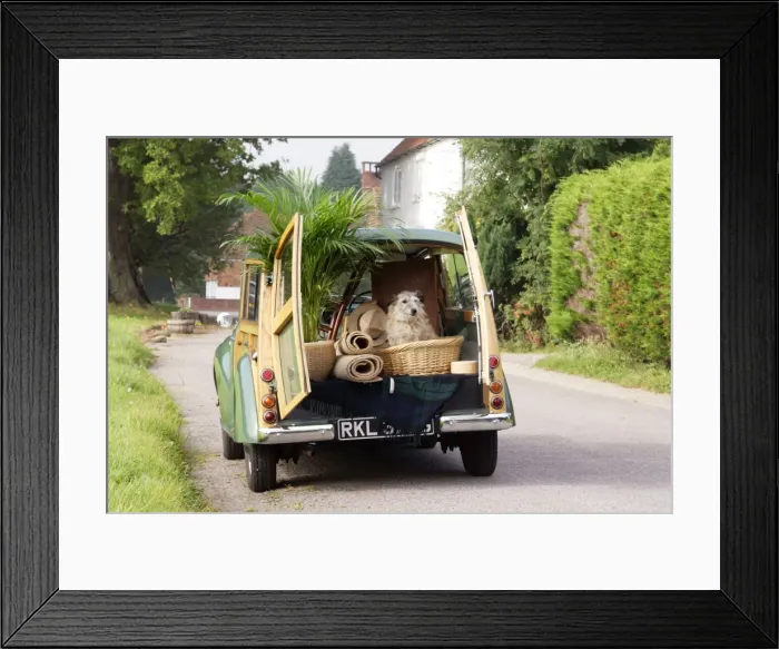 Framed Print : Dog - in back of Morris Minor Traveller 1969 during house move Framed Print : Dog - in back of Morris Minor Traveller 1969 during house move