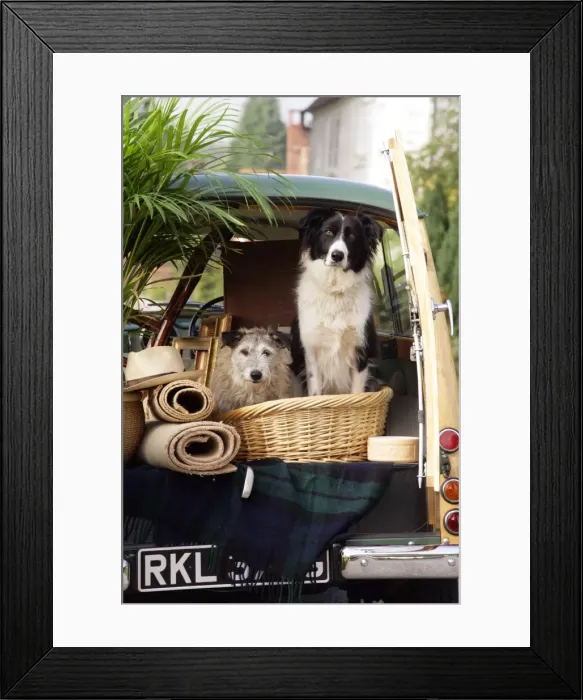 Framed Print : Dogs - in back of Morris Minor Traveller 1969 during house move Framed Print : Dogs - in back of Morris Minor Traveller 1969 during house move