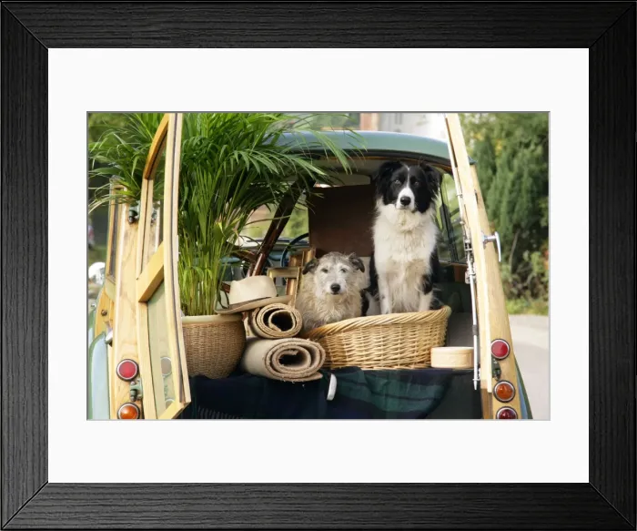 Framed Print : Dogs - in back of Morris Minor Traveller 1969 during house move Framed Print : Dogs - in back of Morris Minor Traveller 1969 during house move