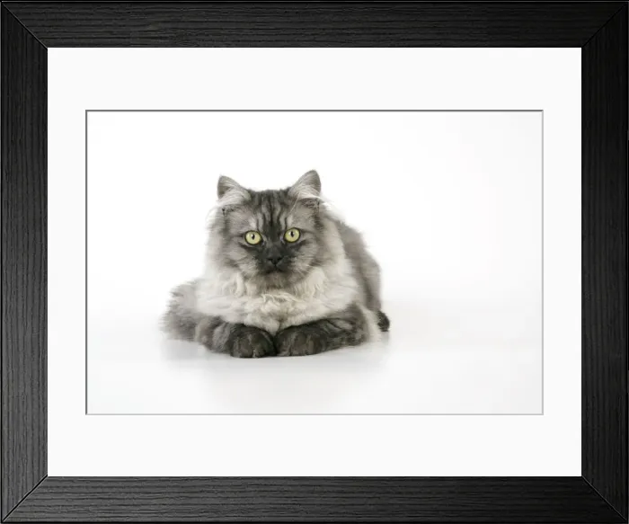 Framed Print : Chincilla X Persian dark silver smoke Cat Framed Print : Chincilla X Persian dark silver smoke Cat